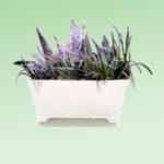 Natural Air Purifier