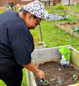 Urban Gardening Planting